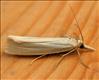 1302 (63.088) Crambus perlella